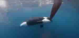 orcas