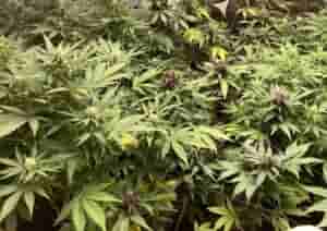 maconha