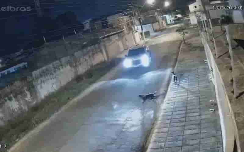 atropelamntocachorro