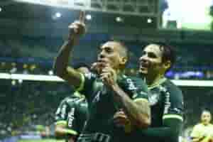 palmeiras