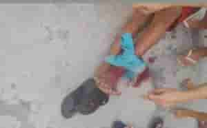 jacare