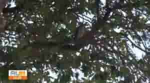 gaviao