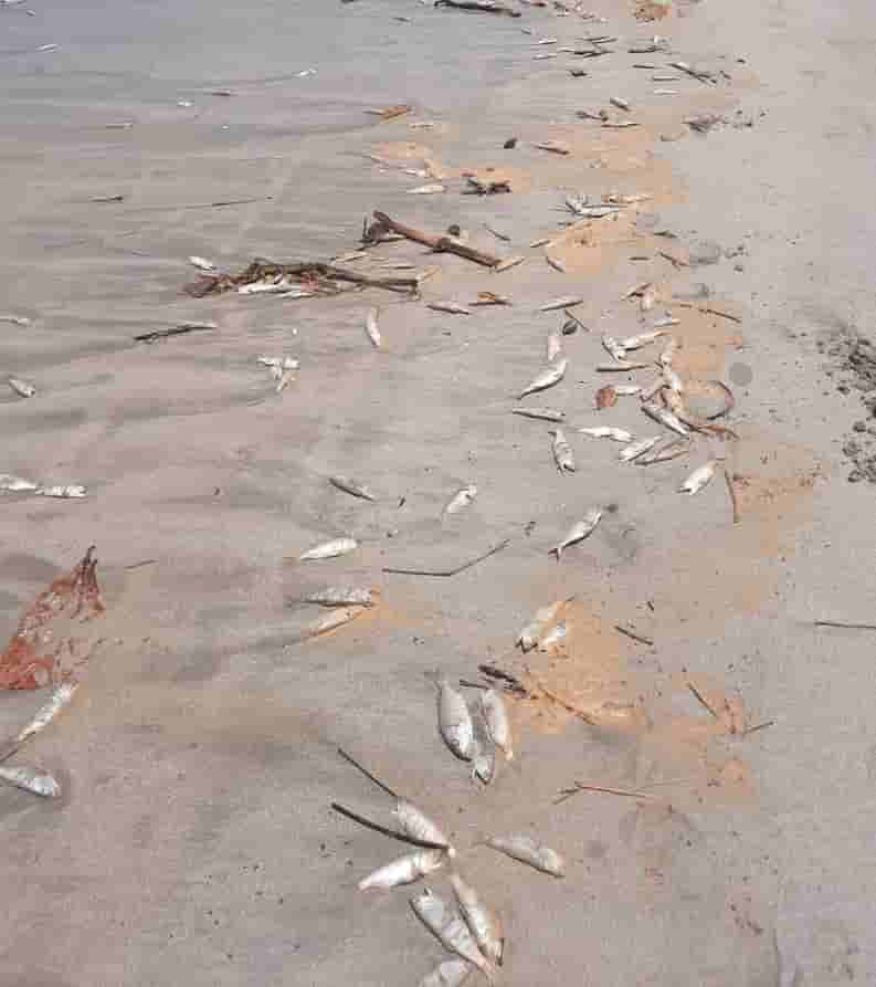 peixesmortos