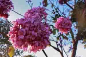 primavera