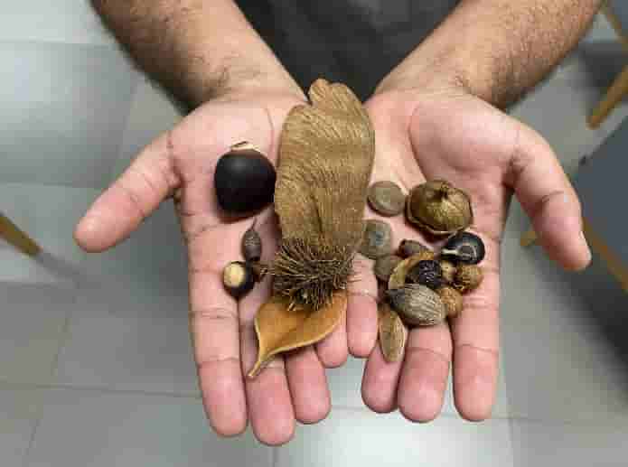 ima
