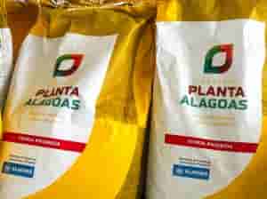 planta