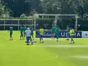 palmeiras