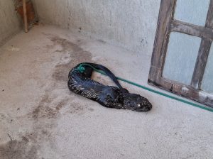lontra