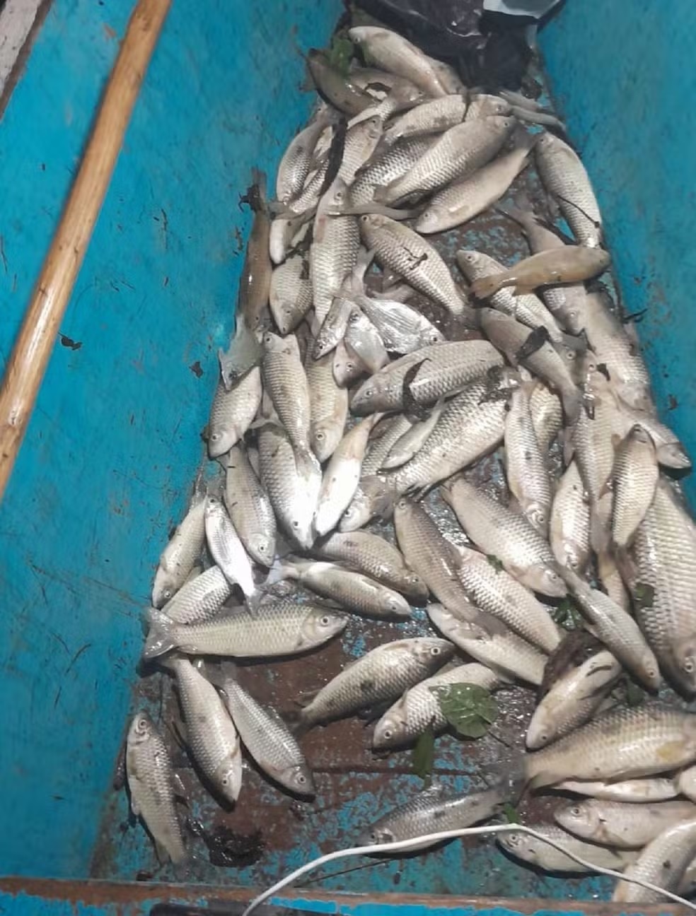 peixes