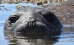 biota