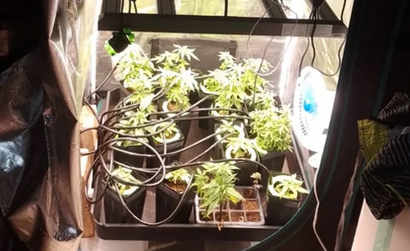 maconha