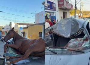 cavalo