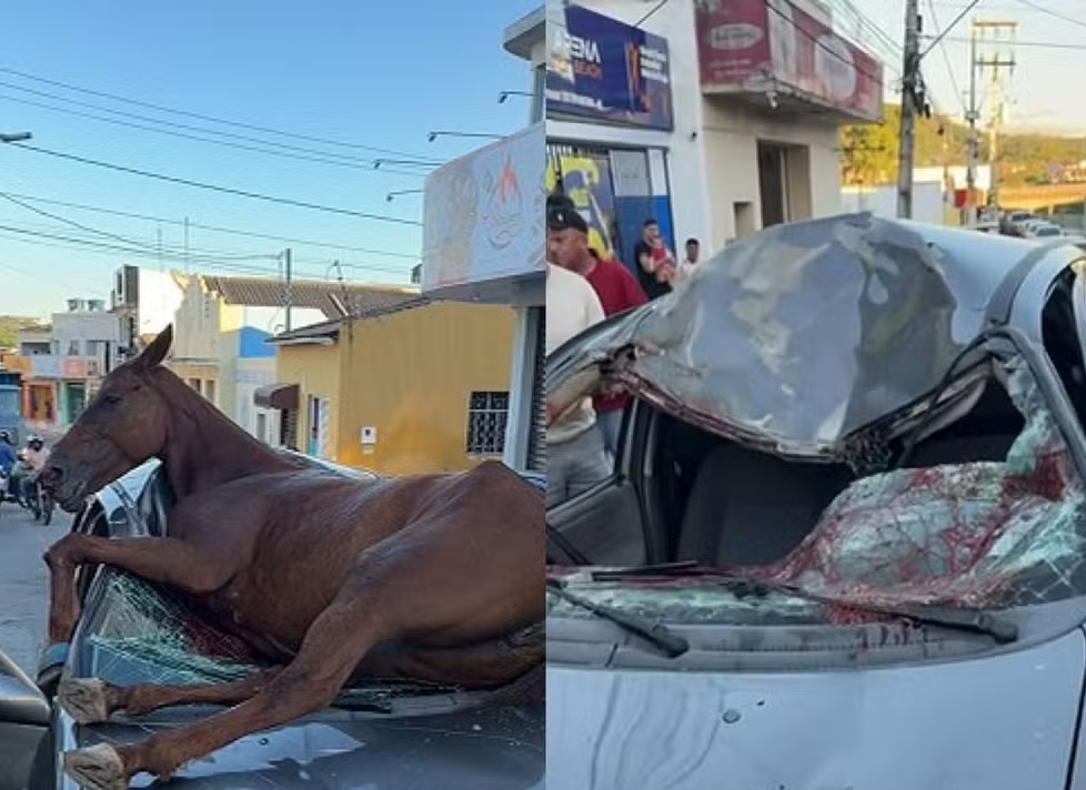 cavalo