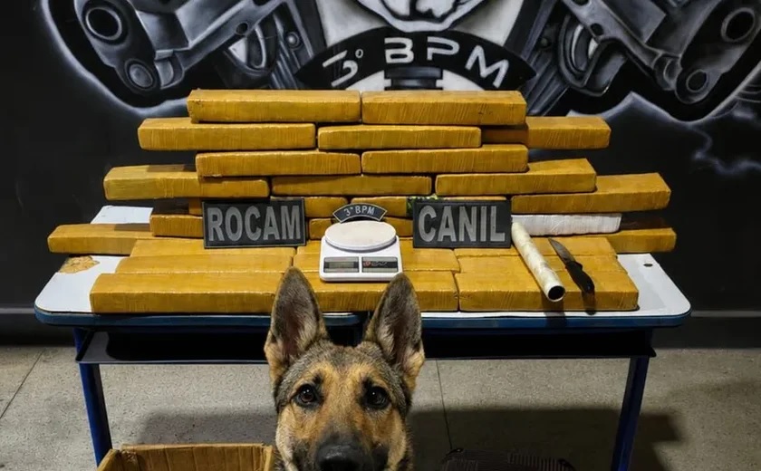 maconha
