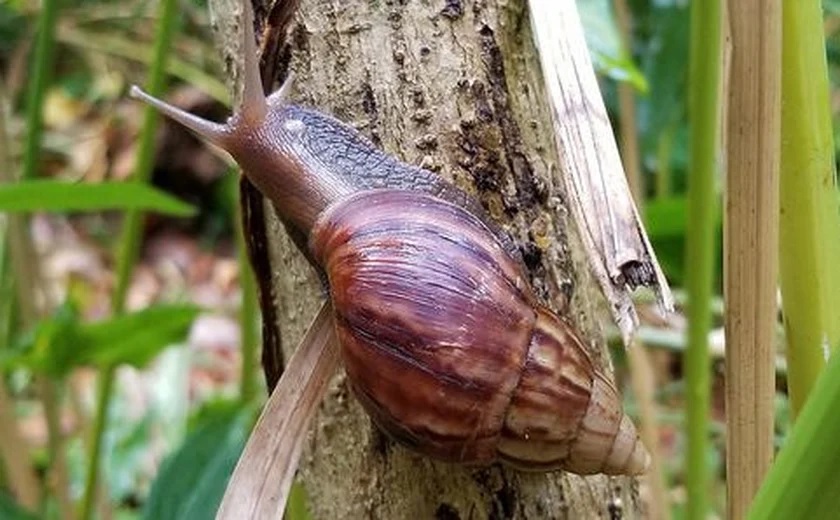 caramujo